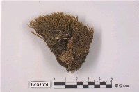 藏品(曲尾苔科)的圖片